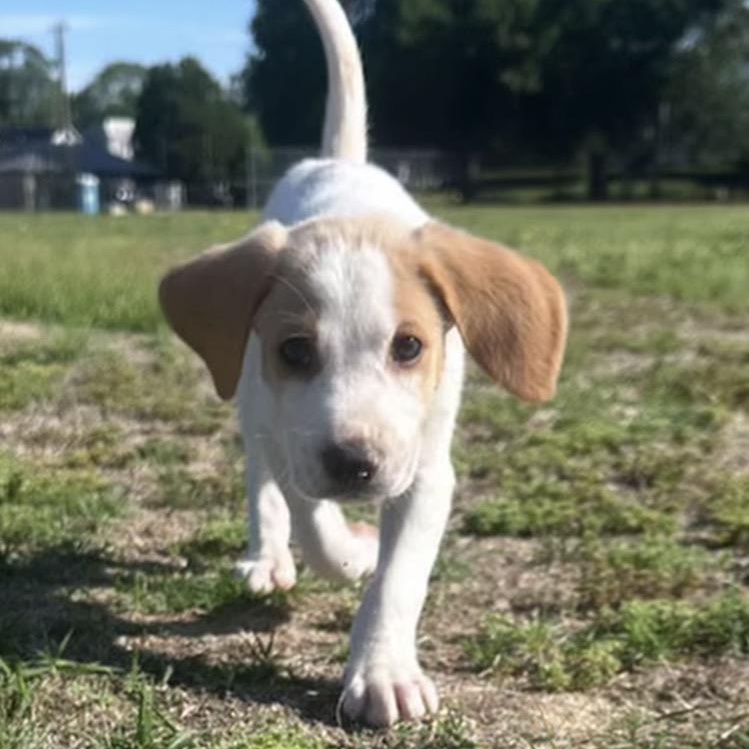 Enlarge Greg, a ADOPTABLE mixed breed in Richmond, VA image 2/6