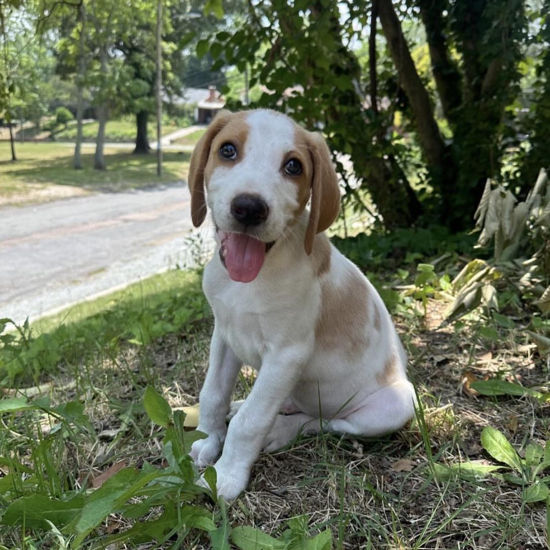 Enlarge Greg, a ADOPTABLE mixed breed in Richmond, VA image 1/6