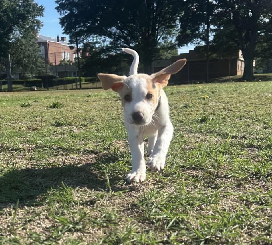 Enlarge Greg, a ADOPTABLE mixed breed in Richmond, VA image 3/6