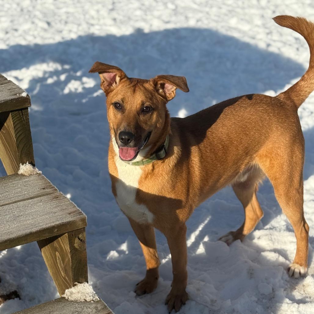 Enlarge Cyclops, a Adoptable Mixed Breed in Red House, WV image 2/3