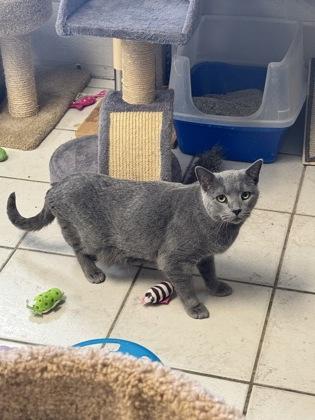 Enlarge Fallon, a Adoptable Domestic Short Hair in St. Anne, IL image 1/2