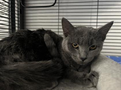 Enlarge Fallon, a Adoptable Domestic Short Hair in St. Anne, IL image 1/1