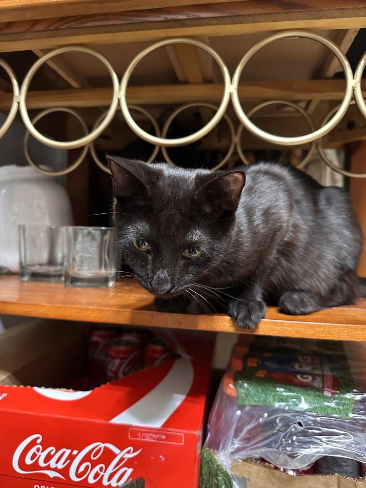 Thumper, Adoptable, Kitten Male Domestic Short Hair & Domestic Short Hair.