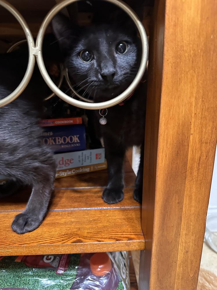 Enlarge Thumper, a Adoptable mixed breed in Cleveland, OH image 2/3