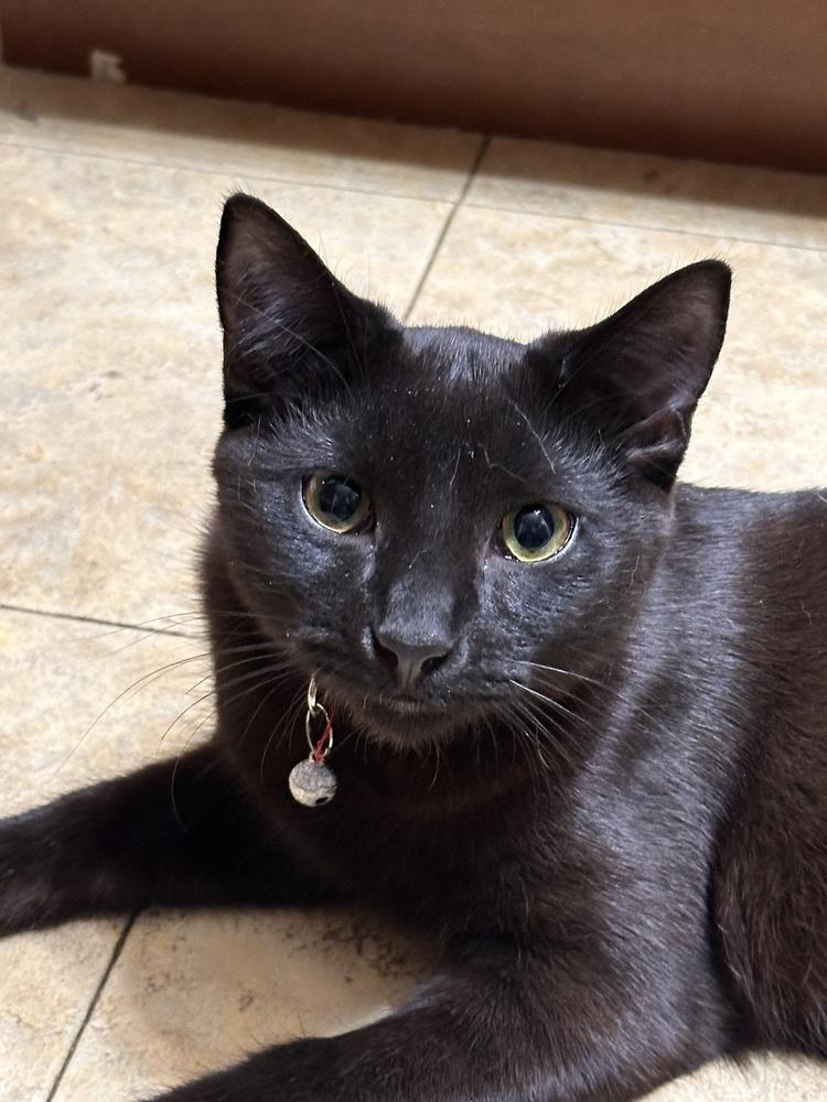 Enlarge Thumper, a Adoptable mixed breed in Cleveland, OH image 3/3