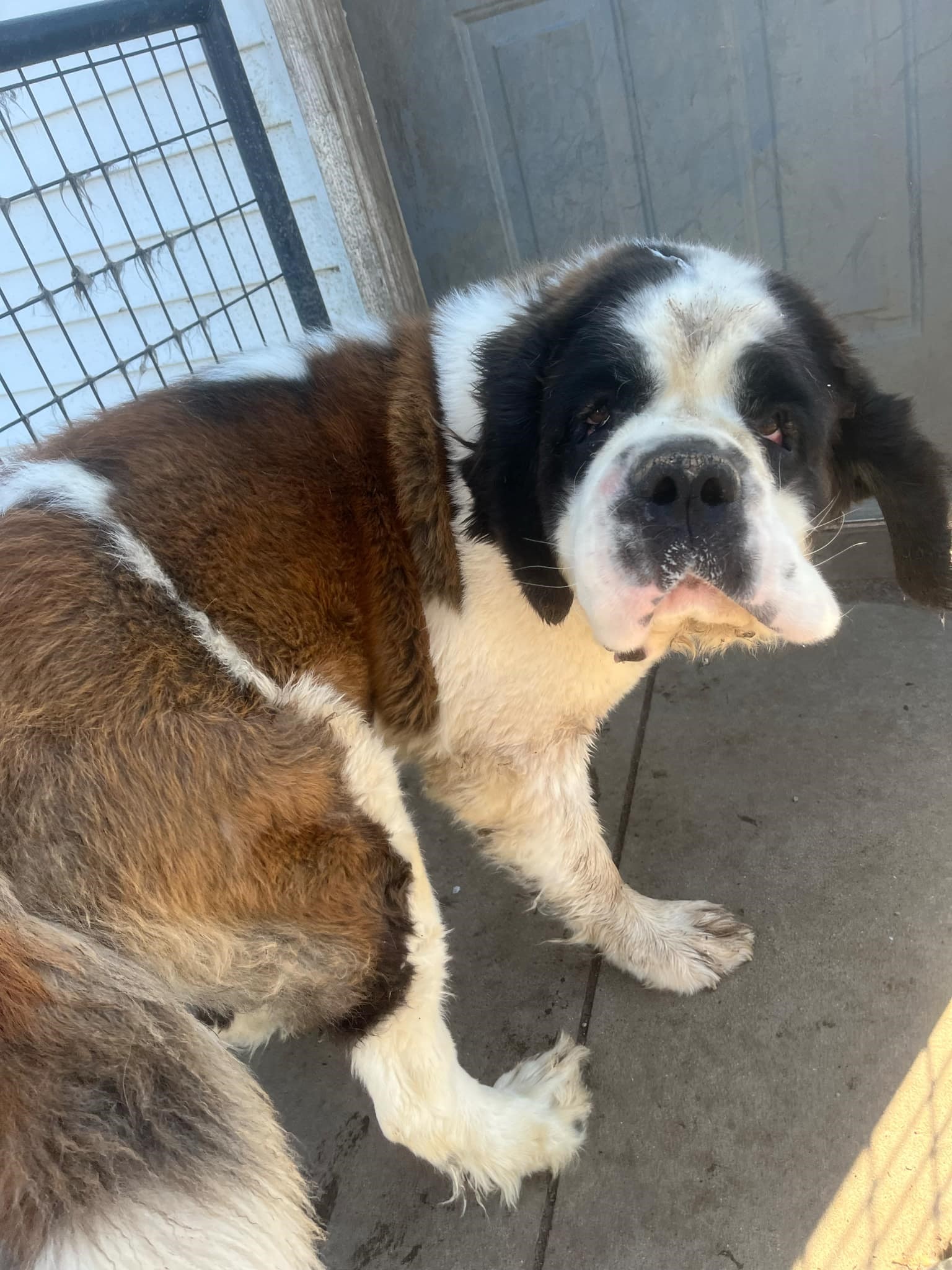Enlarge MJ, a Adoptable Saint Bernard in Snover, MI image 1/1