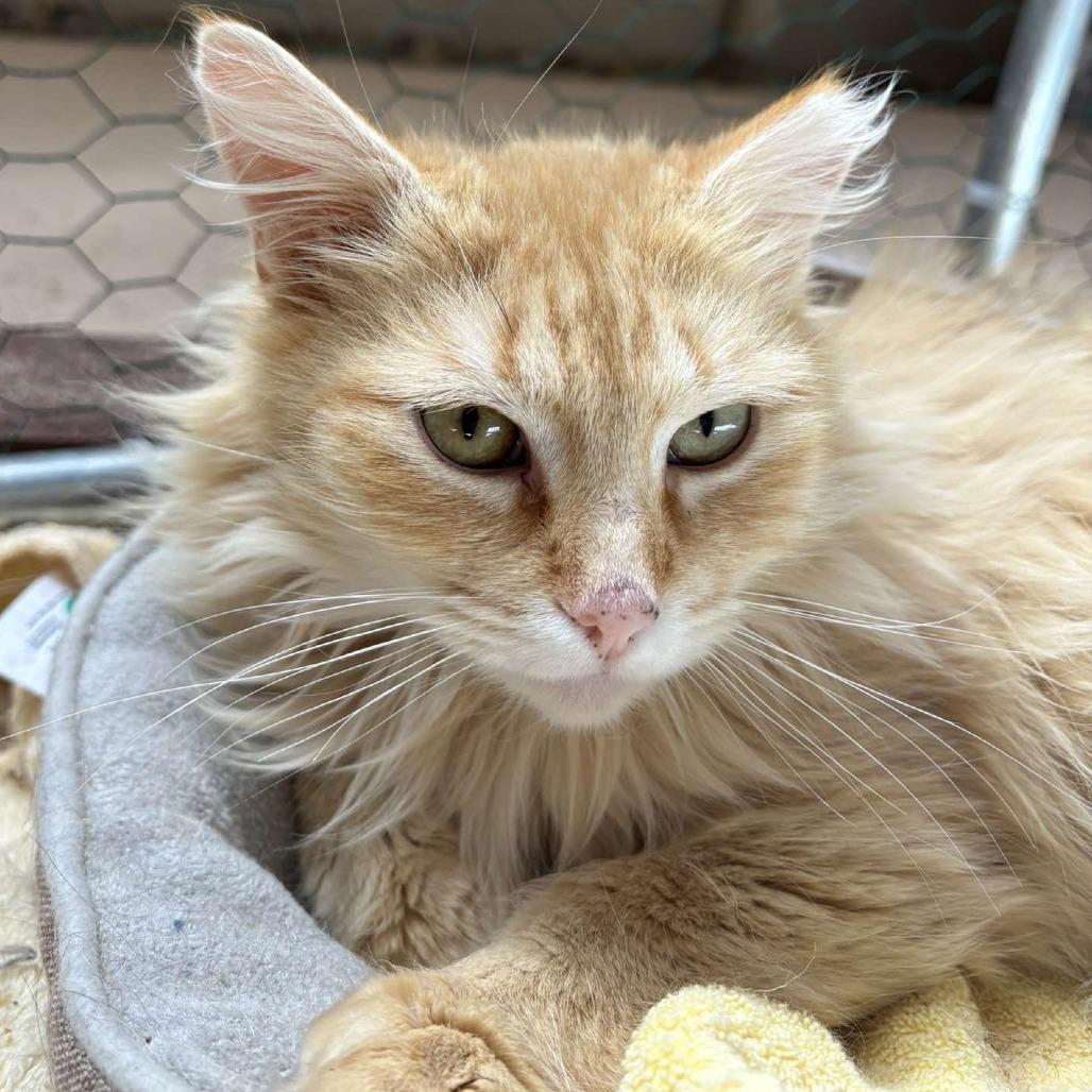 Rarity, Adoptable, Adult Female Domestic Medium Hair.