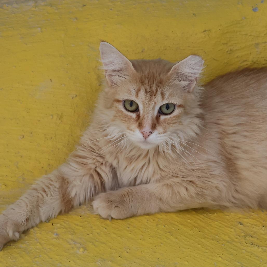 Enlarge Rarity, a Adoptable Domestic Medium Hair in Las Cruces, NM image 2/6