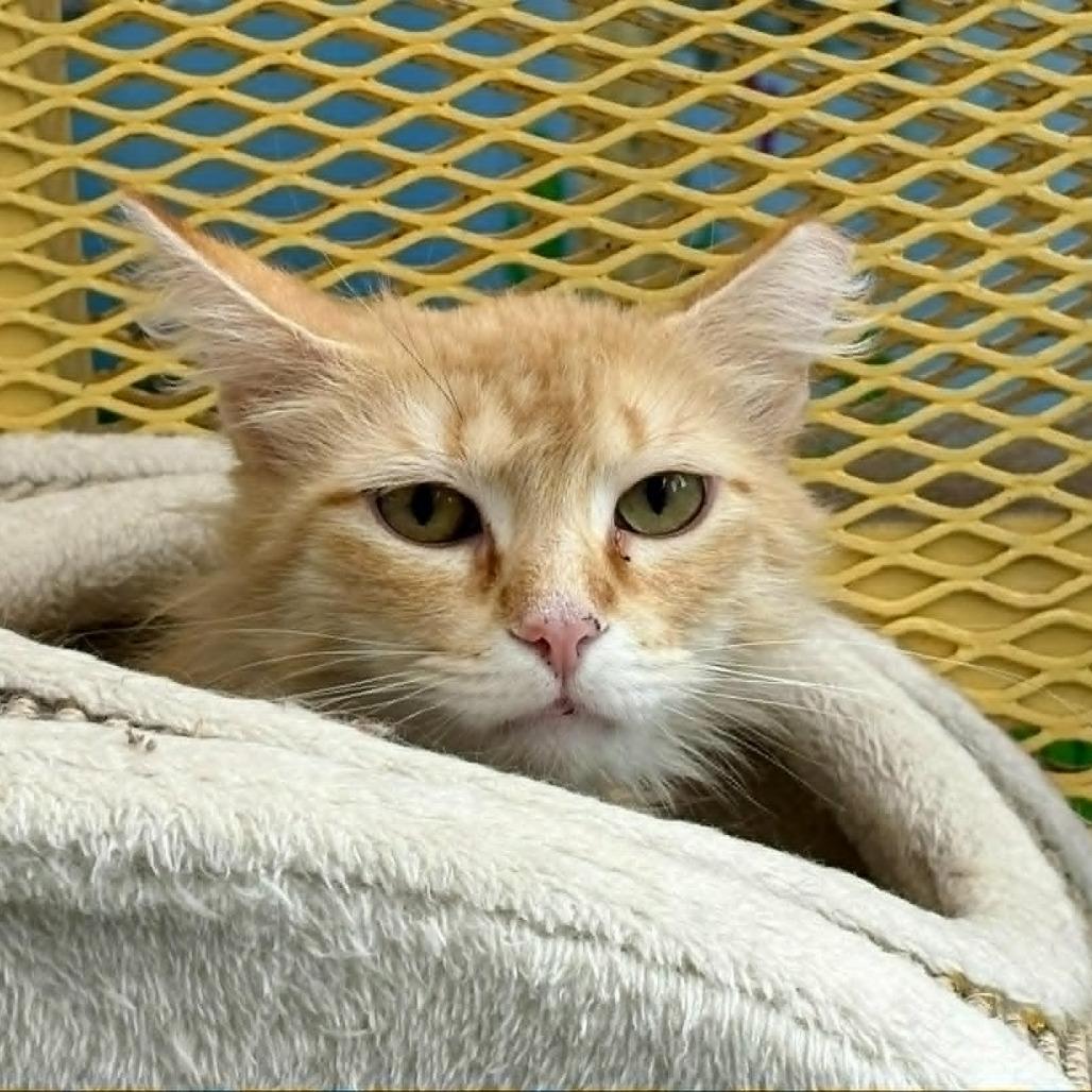 Enlarge Rarity, a Adoptable Domestic Medium Hair in Las Cruces, NM image 2/4