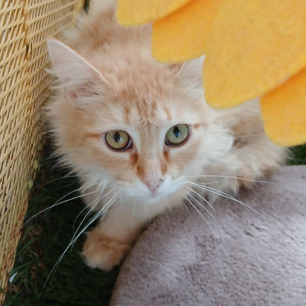 Enlarge Rarity, a Adoptable Domestic Medium Hair in Las Cruces, NM image 3/4