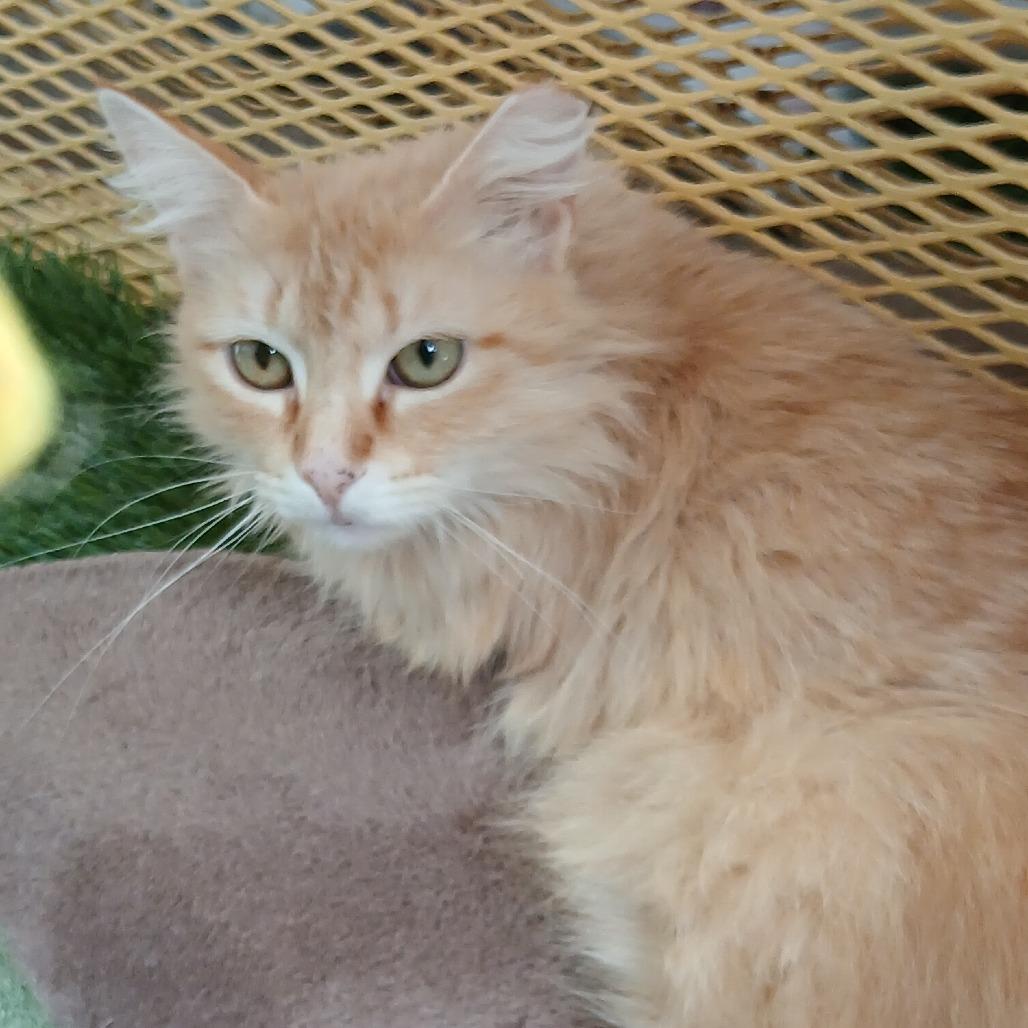 Enlarge Rarity, a Adoptable Domestic Medium Hair in Las Cruces, NM image 4/4