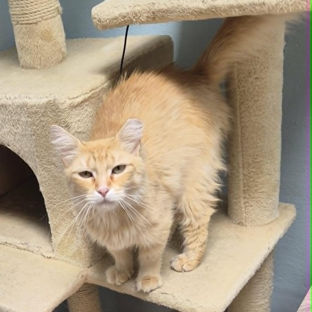 Enlarge Rarity, a Adoptable Domestic Medium Hair in Las Cruces, NM image 6/6