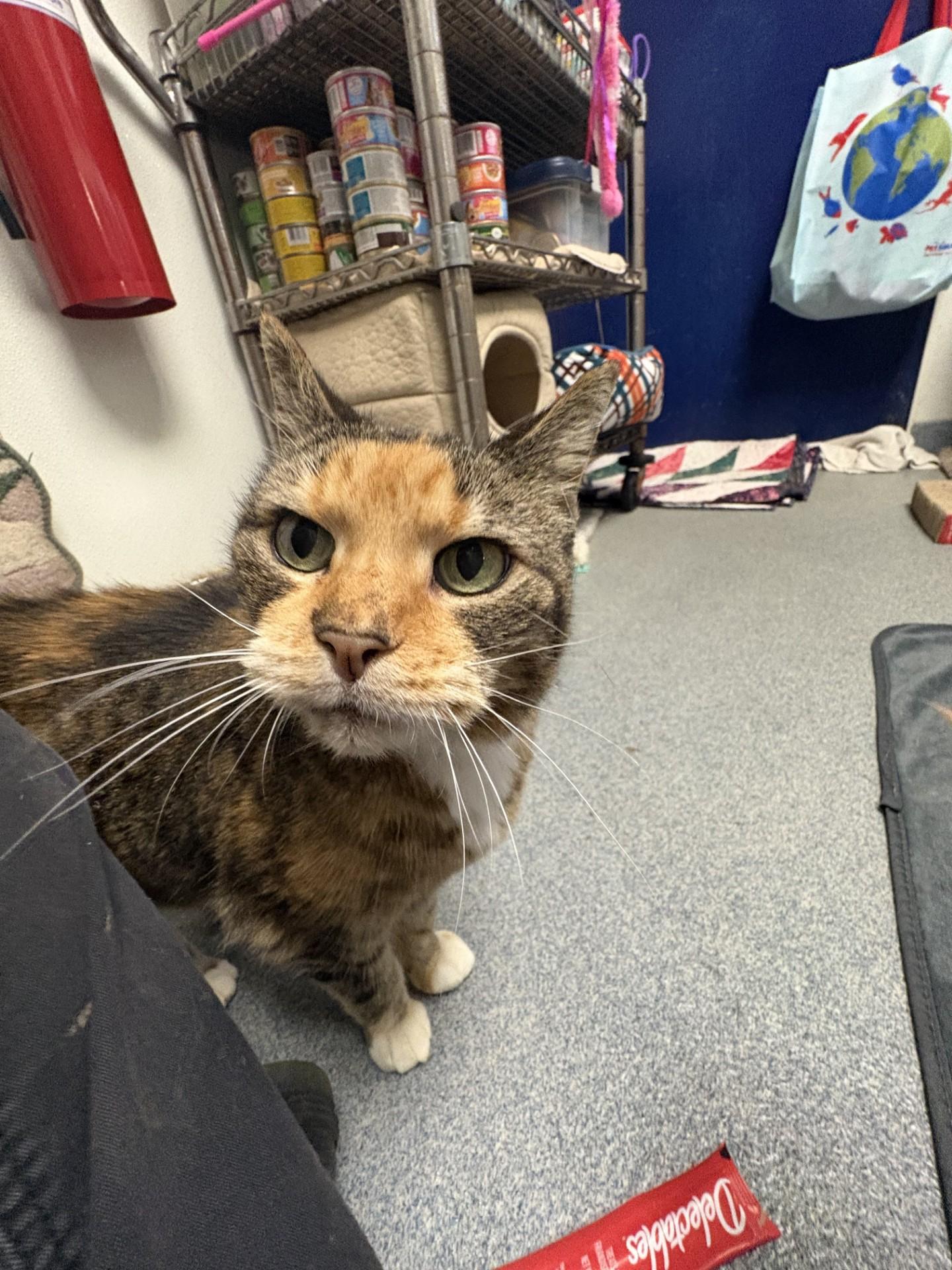 Fiona, ADOPTABLE, Adult Female Calico.