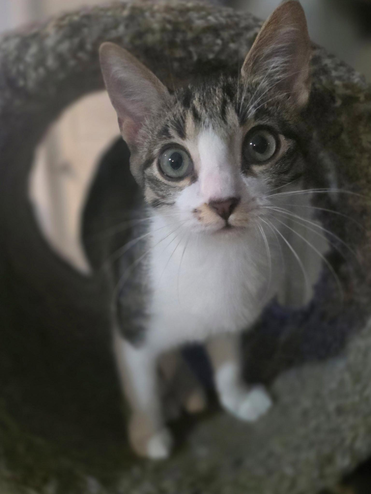 Enlarge Chicky, a Adoptable Tabby in Fort Myers, FL image 1/2