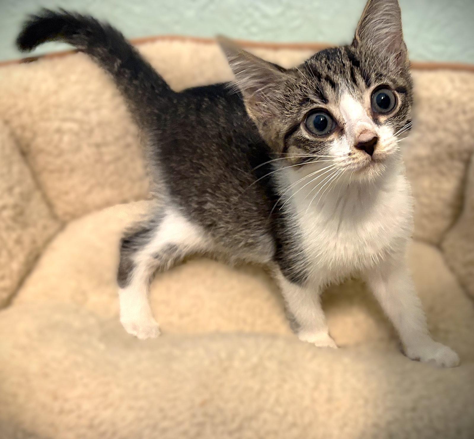 Enlarge Chicky, a Adoptable Tabby in Fort Myers, FL image 2/2