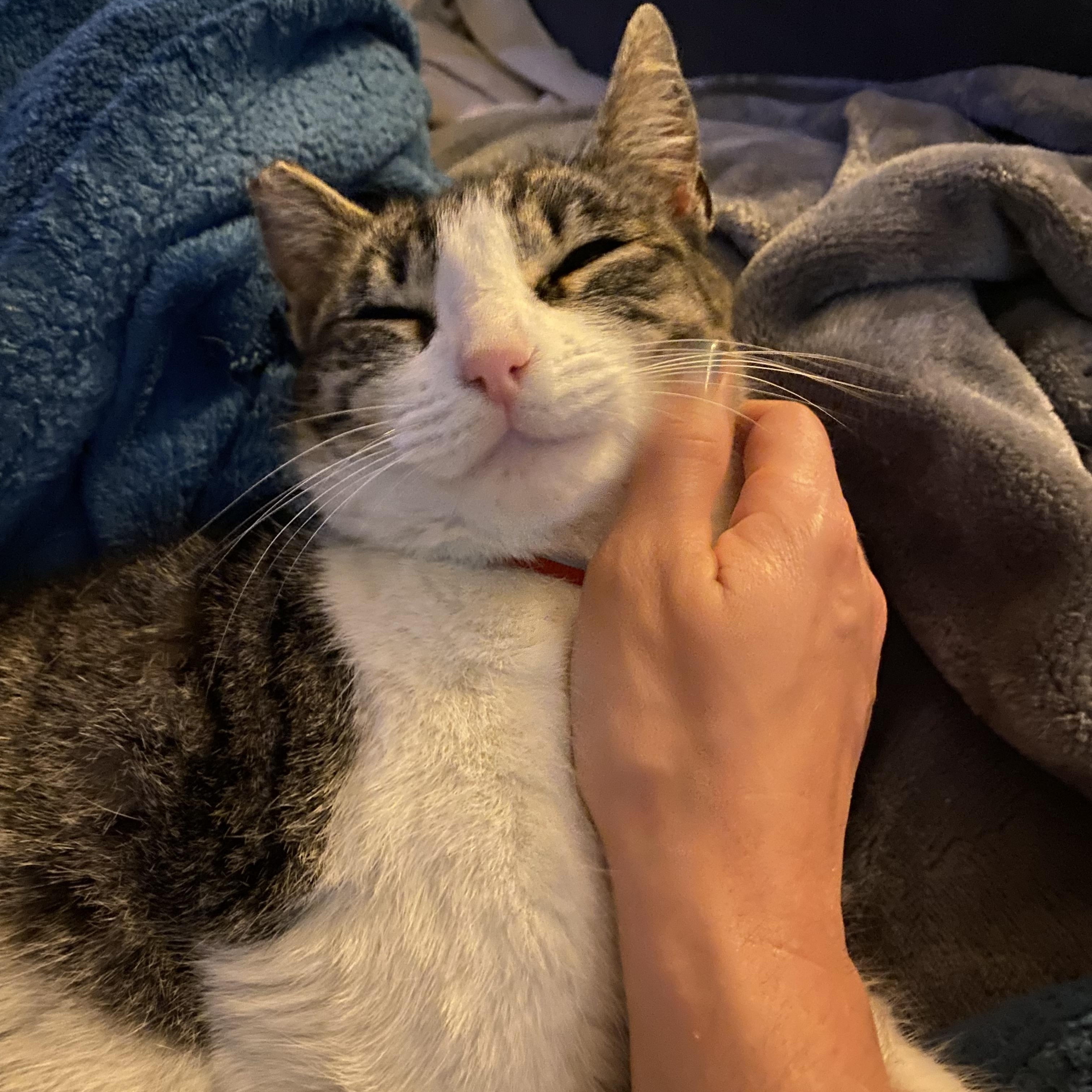 BunBun (Bunny) — thumbnail 3