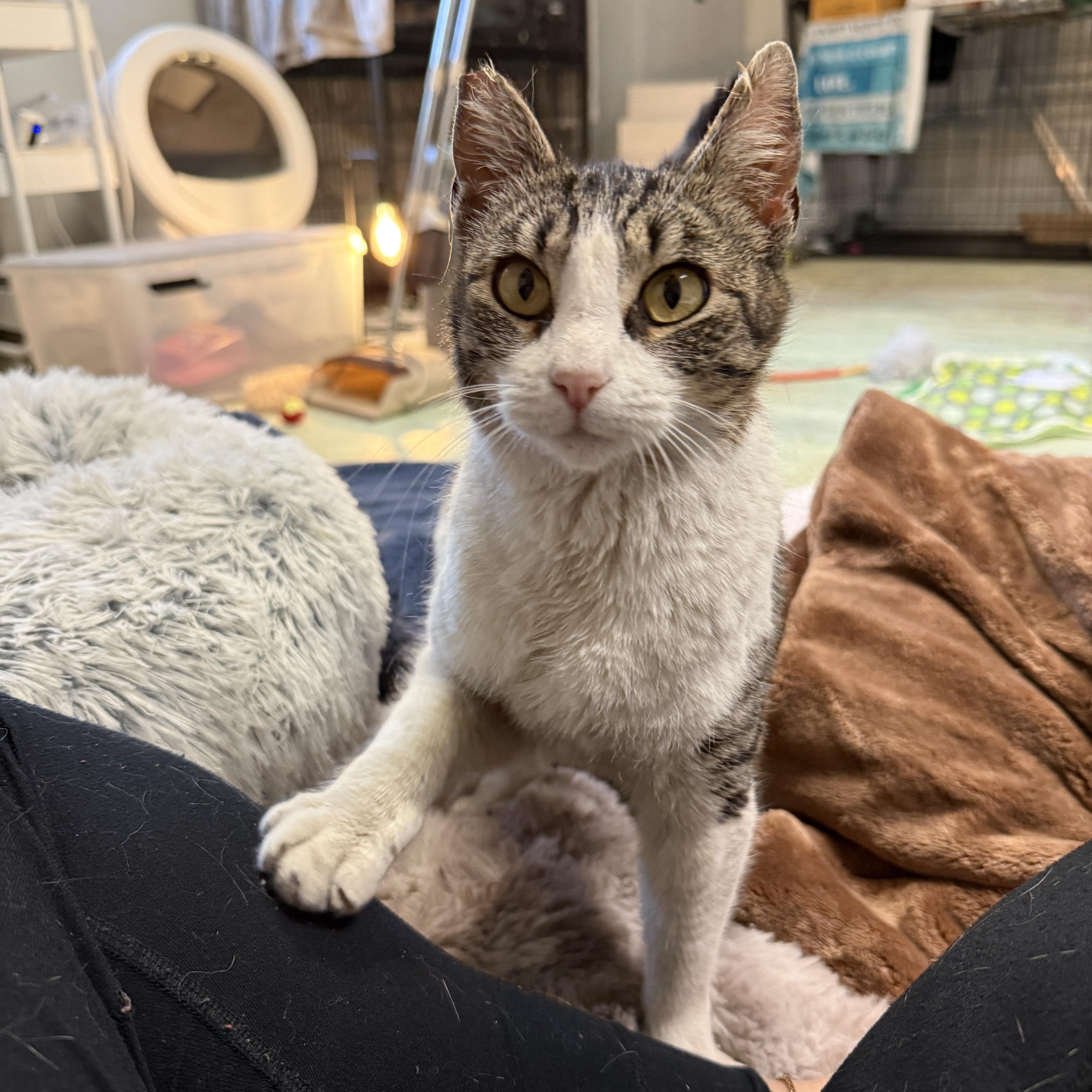 BunBun (Bunny) — thumbnail 4