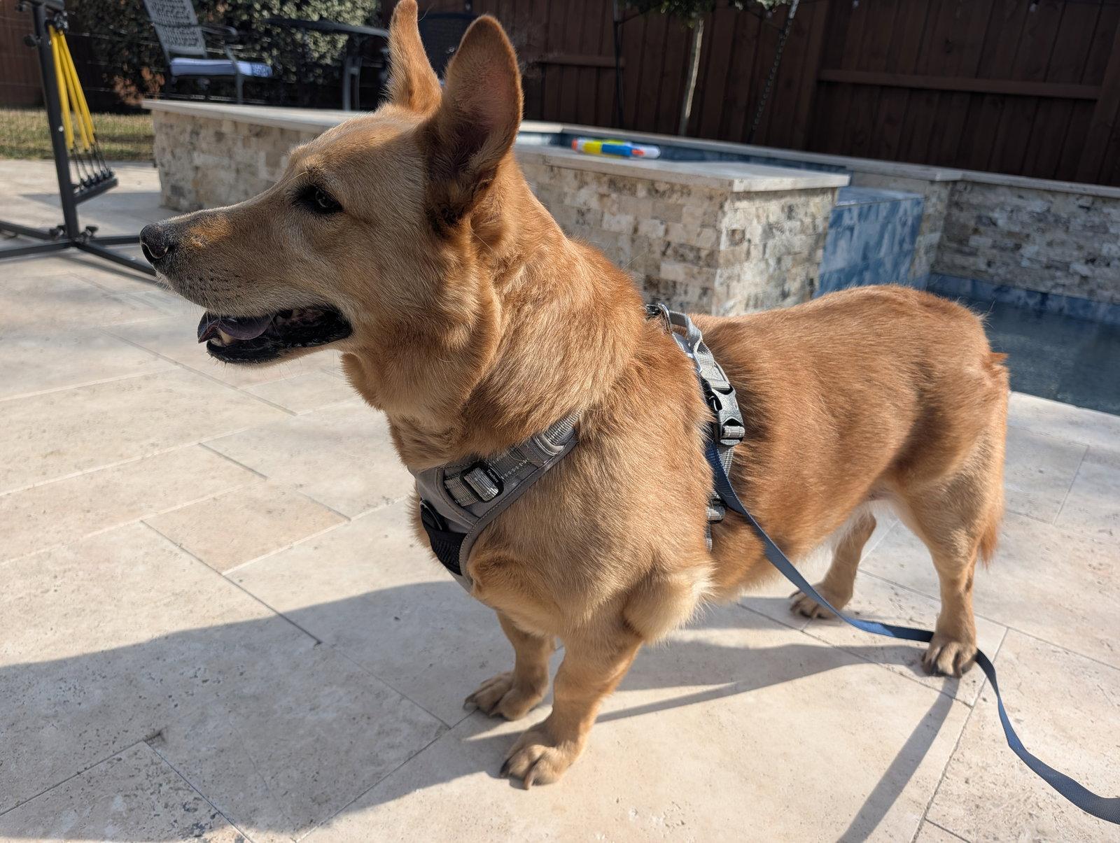 Pippin, Adopted, Senior Male Corgi & Shepherd.