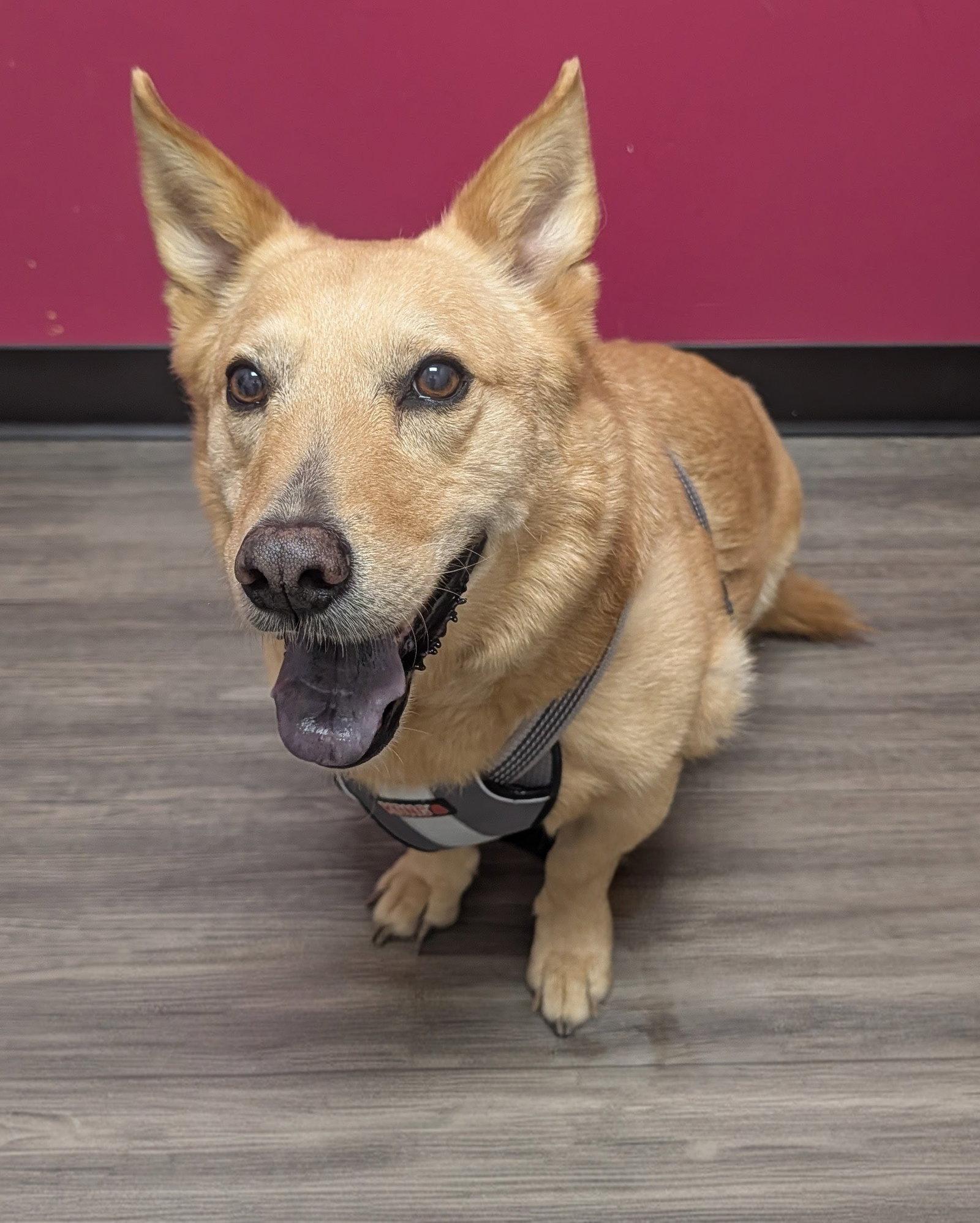 Pippin, a Adopted mixed breed in Rosenberg, TX image 2/3