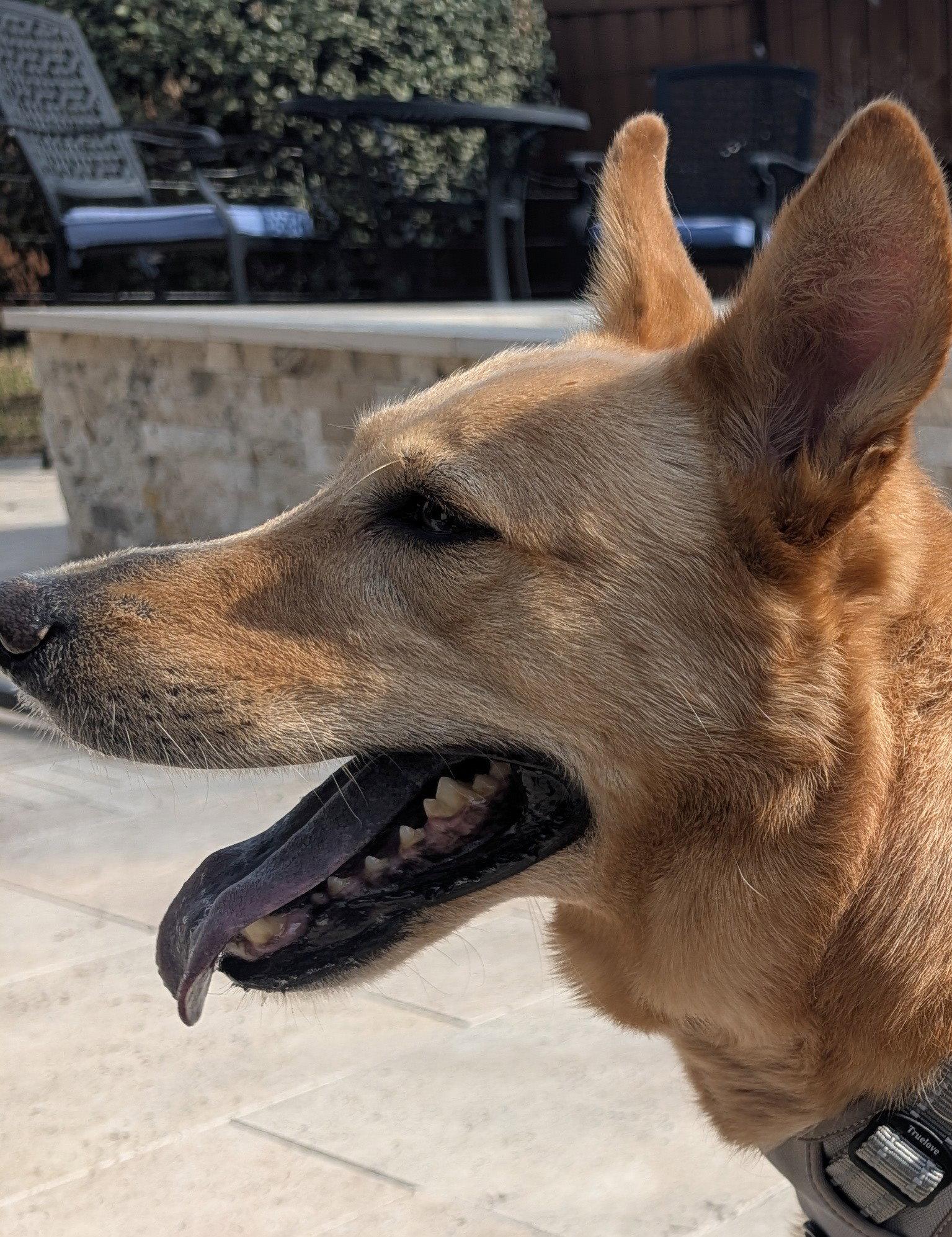 Pippin, a Adopted mixed breed in Rosenberg, TX image 3/3