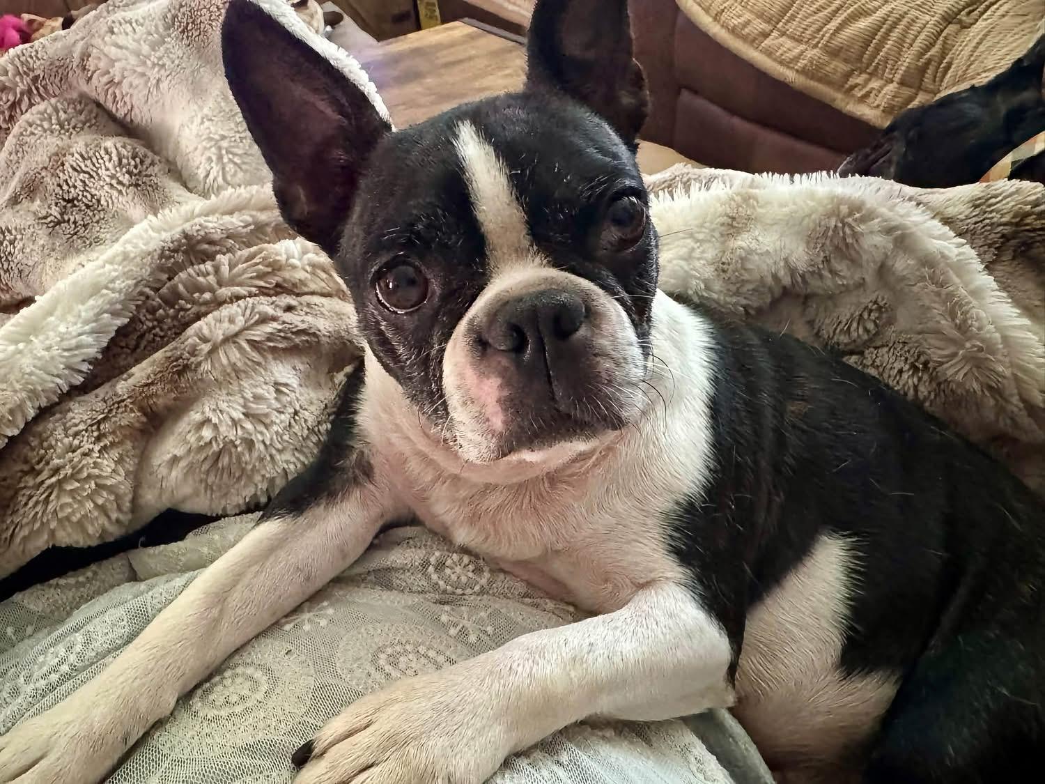 Enlarge Annabelle aka Annie, a Adopted Boston Terrier in North Freedom, WI image 1/5