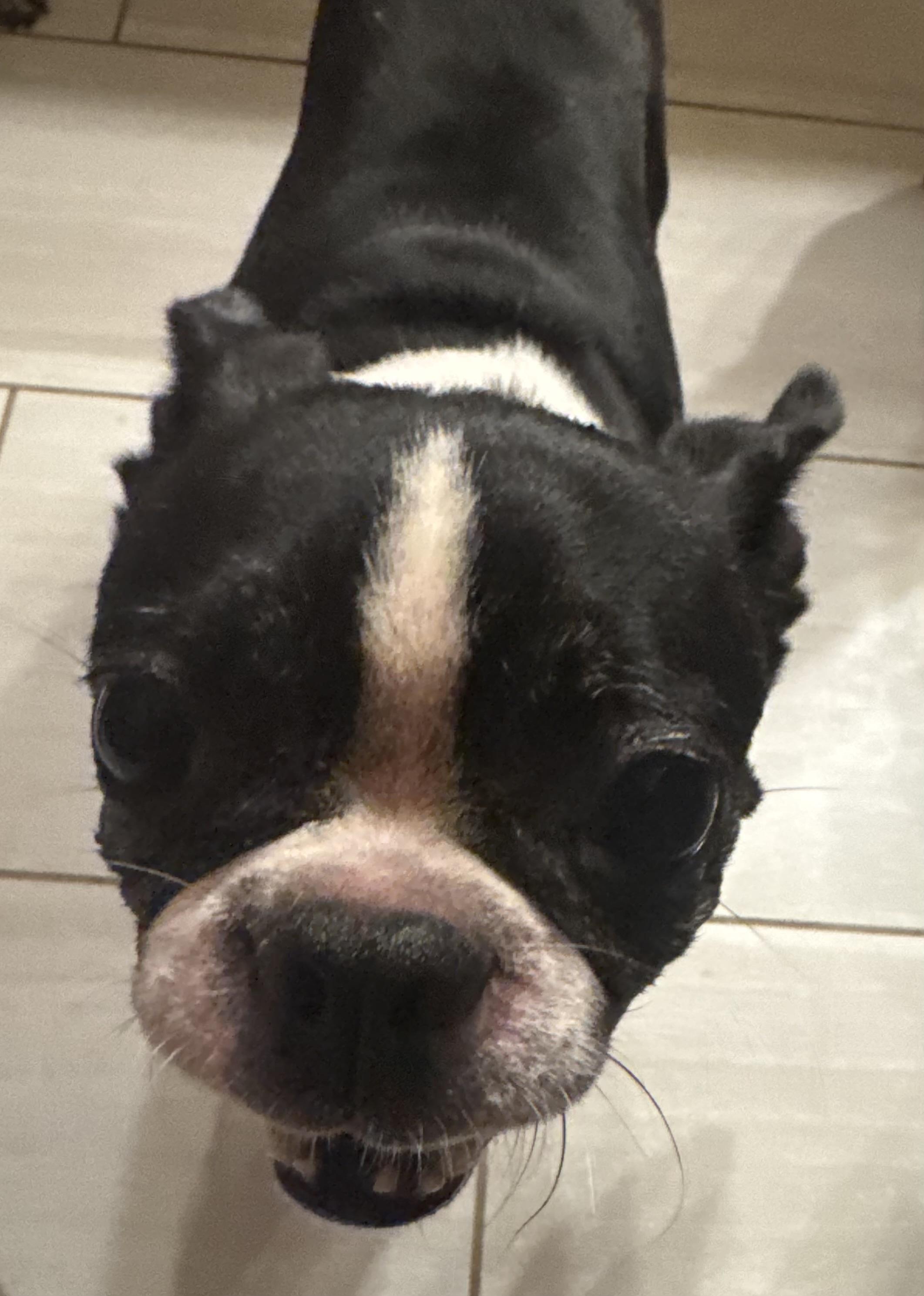 Enlarge Annabelle aka Annie, a Adopted Boston Terrier in North Freedom, WI image 3/5