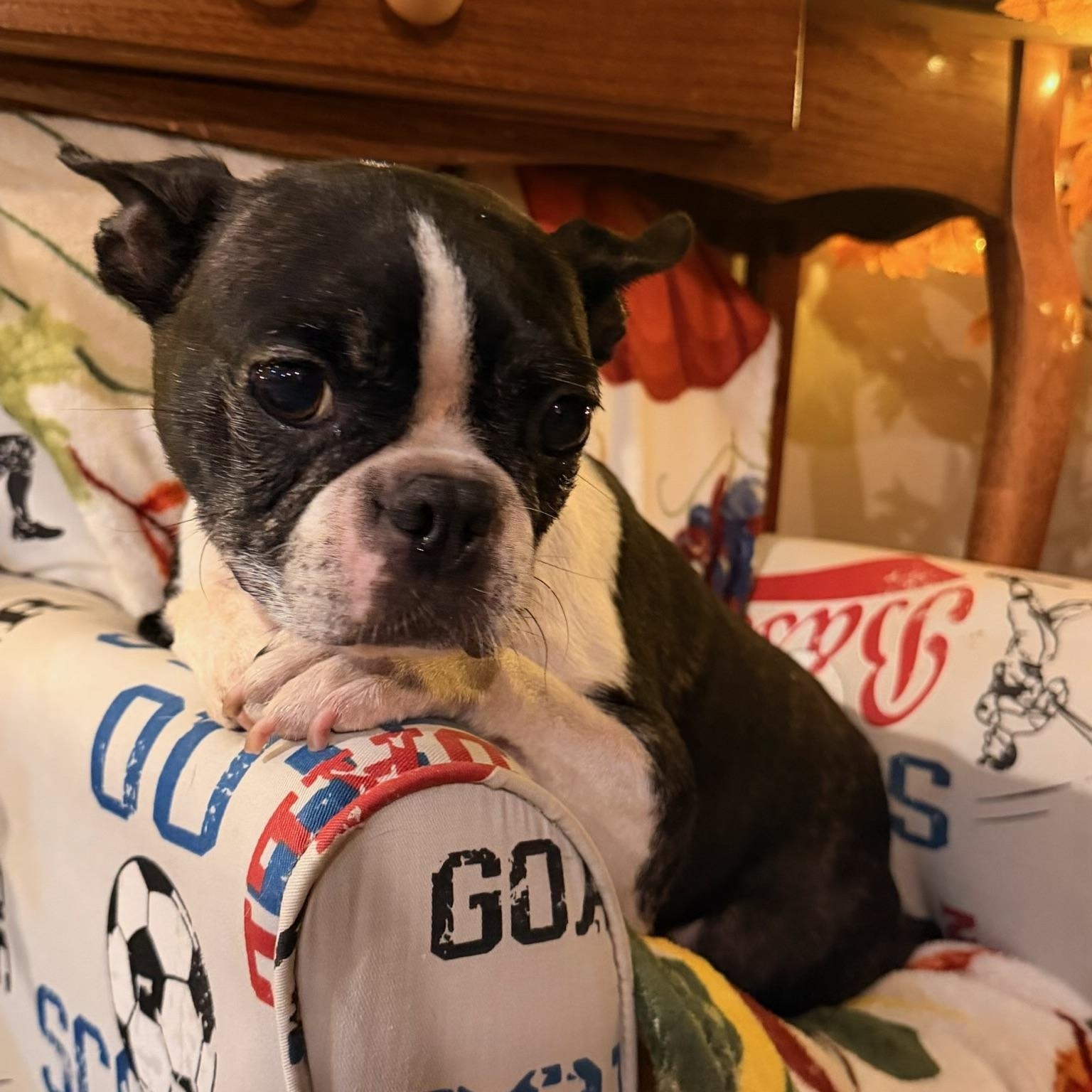 Enlarge Annabelle aka Annie, a Adopted Boston Terrier in North Freedom, WI image 2/5