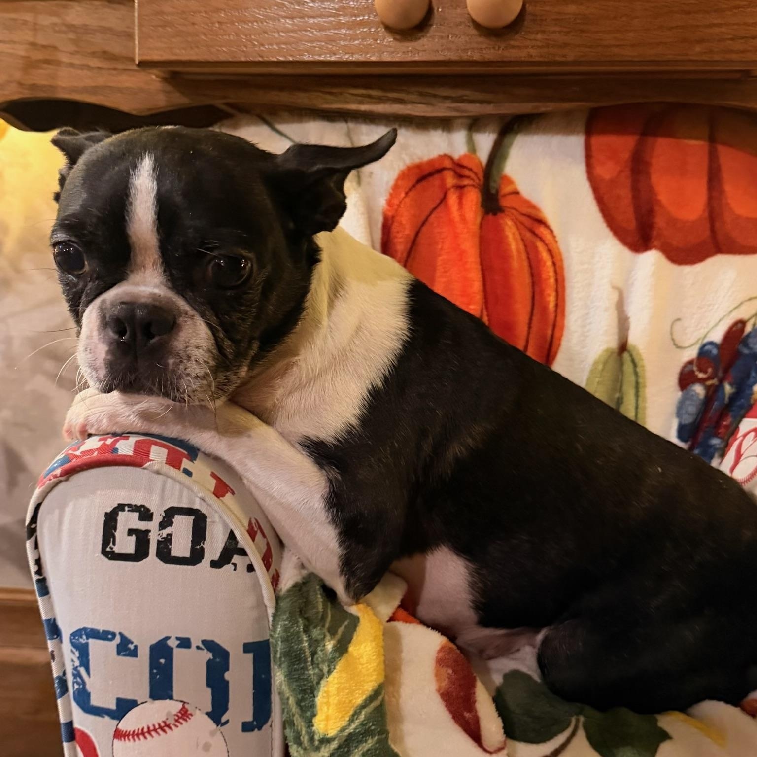 Enlarge Annabelle aka Annie, a Adopted Boston Terrier in North Freedom, WI image 5/5