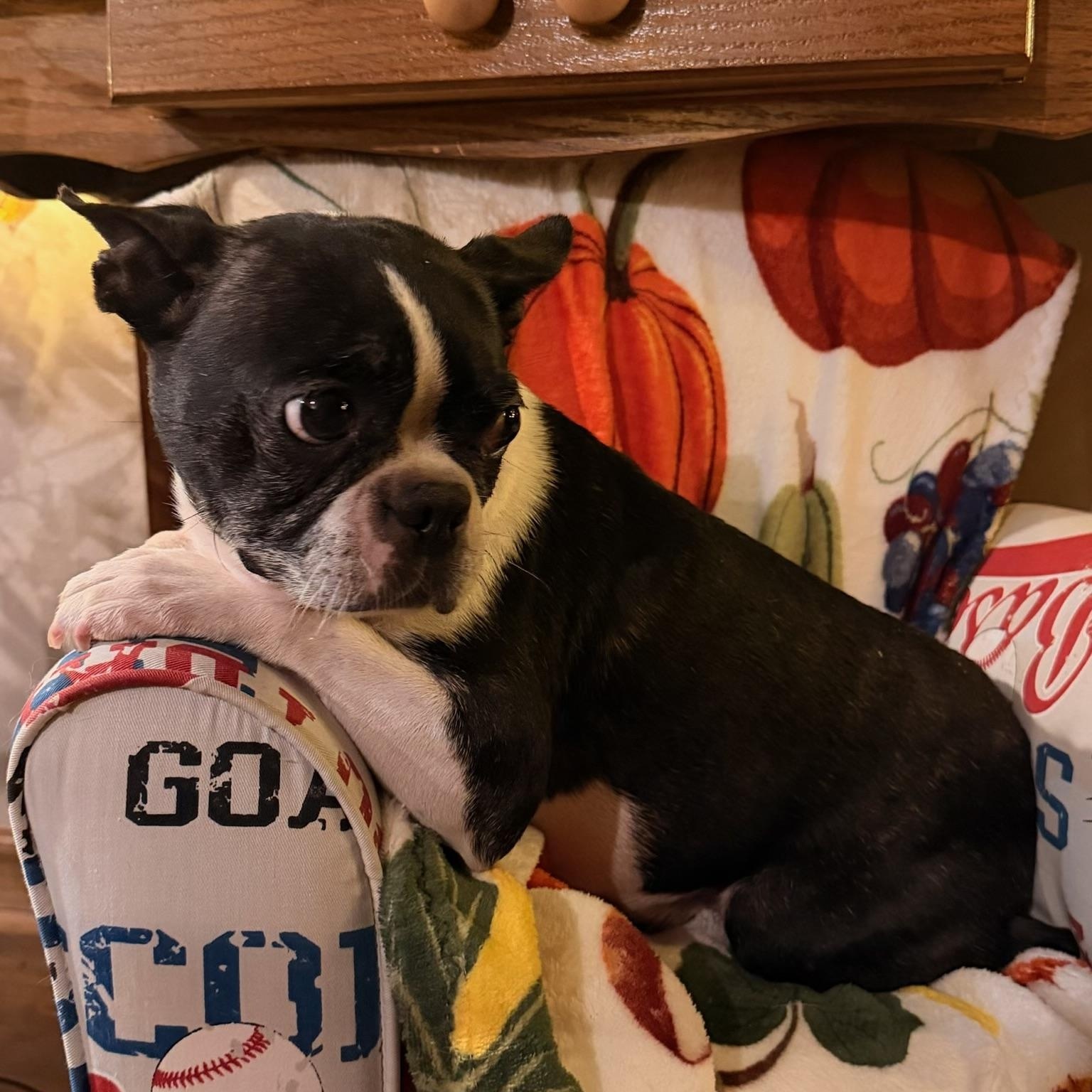 Enlarge Annabelle aka Annie, a Adopted Boston Terrier in North Freedom, WI image 4/5