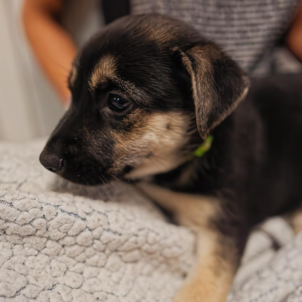 Enlarge Shrimp Louie, a Adoptable Mixed Breed in Hurley, SD image 2/4