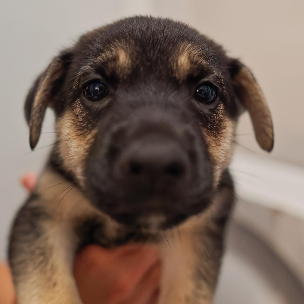 Enlarge Shrimp Louie, a Adoptable Mixed Breed in Hurley, SD image 3/4