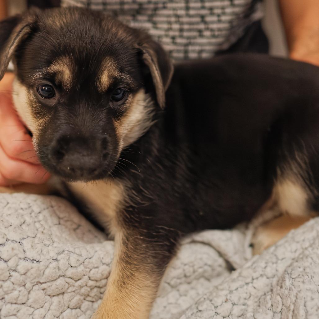Shrimp Louie, Adoptable, Puppy Female Mixed Breed.