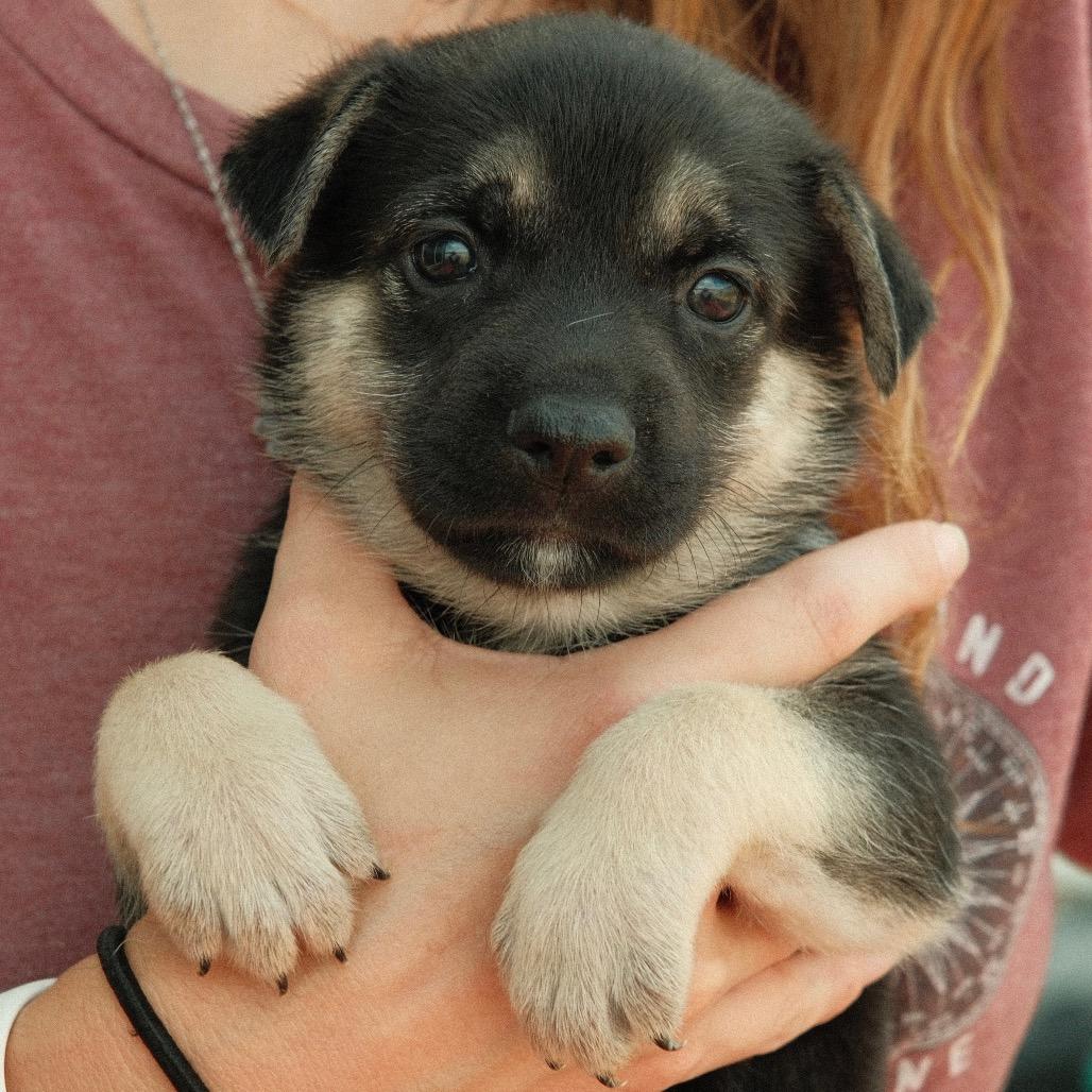 Enlarge Shrimp Louie, a Adoptable Mixed Breed in Hurley, SD image 4/4