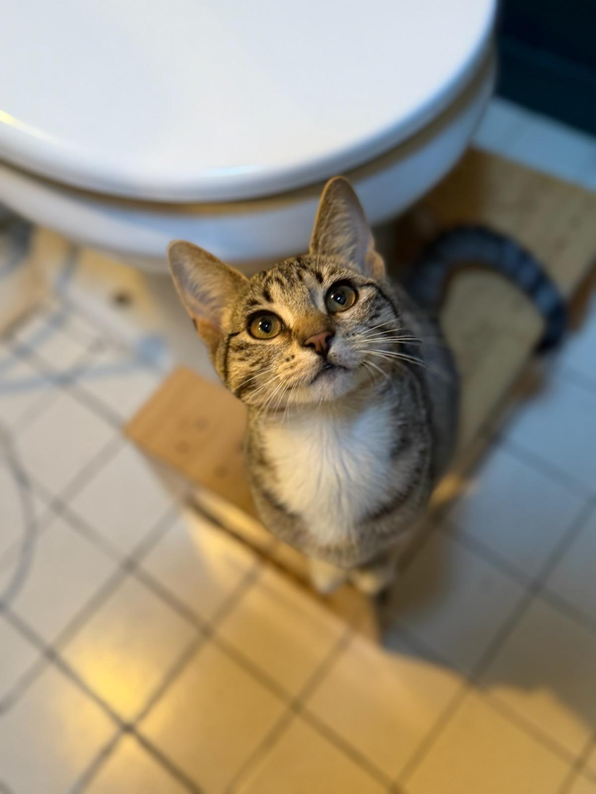 Enlarge Kilometer and Millimeter, a Adopted Domestic Short Hair in Gaylordsville, CT image 1/2