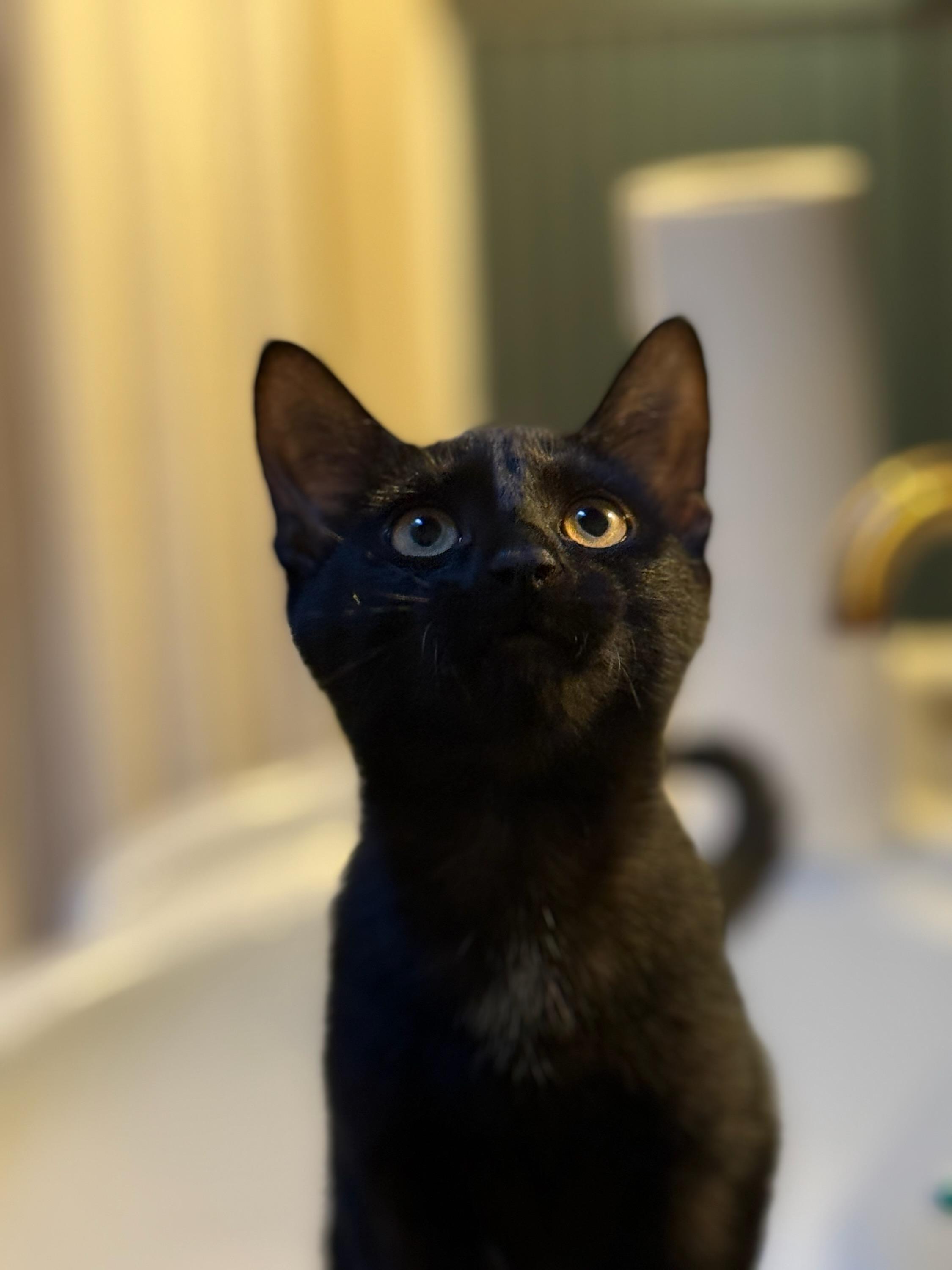 Enlarge Kilometer and Millimeter, a Adopted Domestic Short Hair in Gaylordsville, CT image 2/2