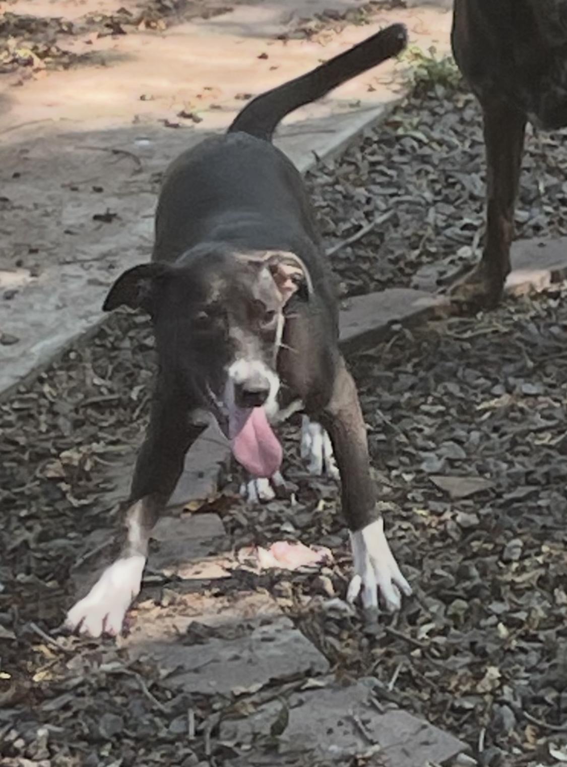 Enlarge Kandie, a Adoptable mixed breed in Muskogee, OK image 1/4