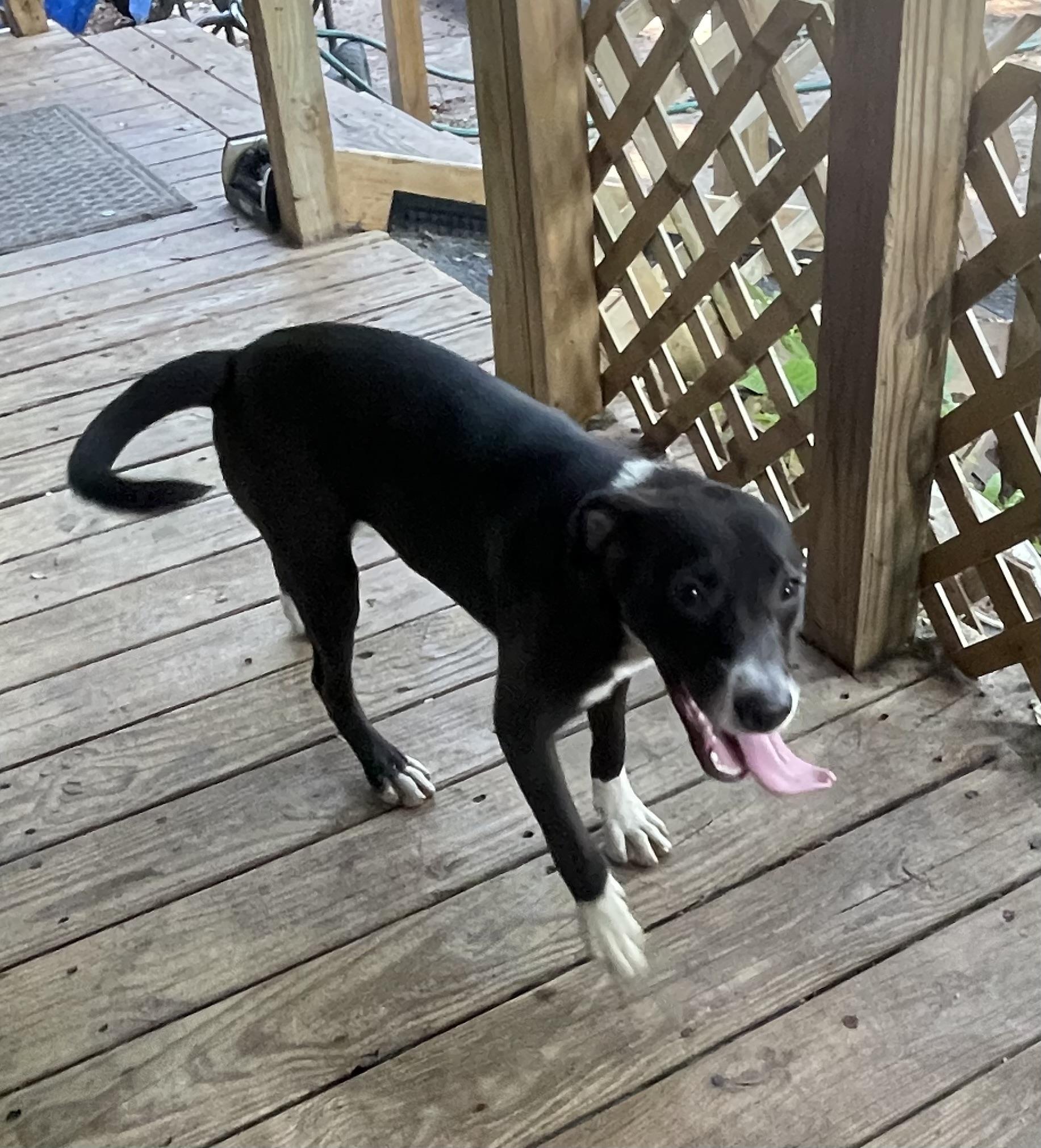 Enlarge Kandie, a Adoptable mixed breed in Muskogee, OK image 2/4