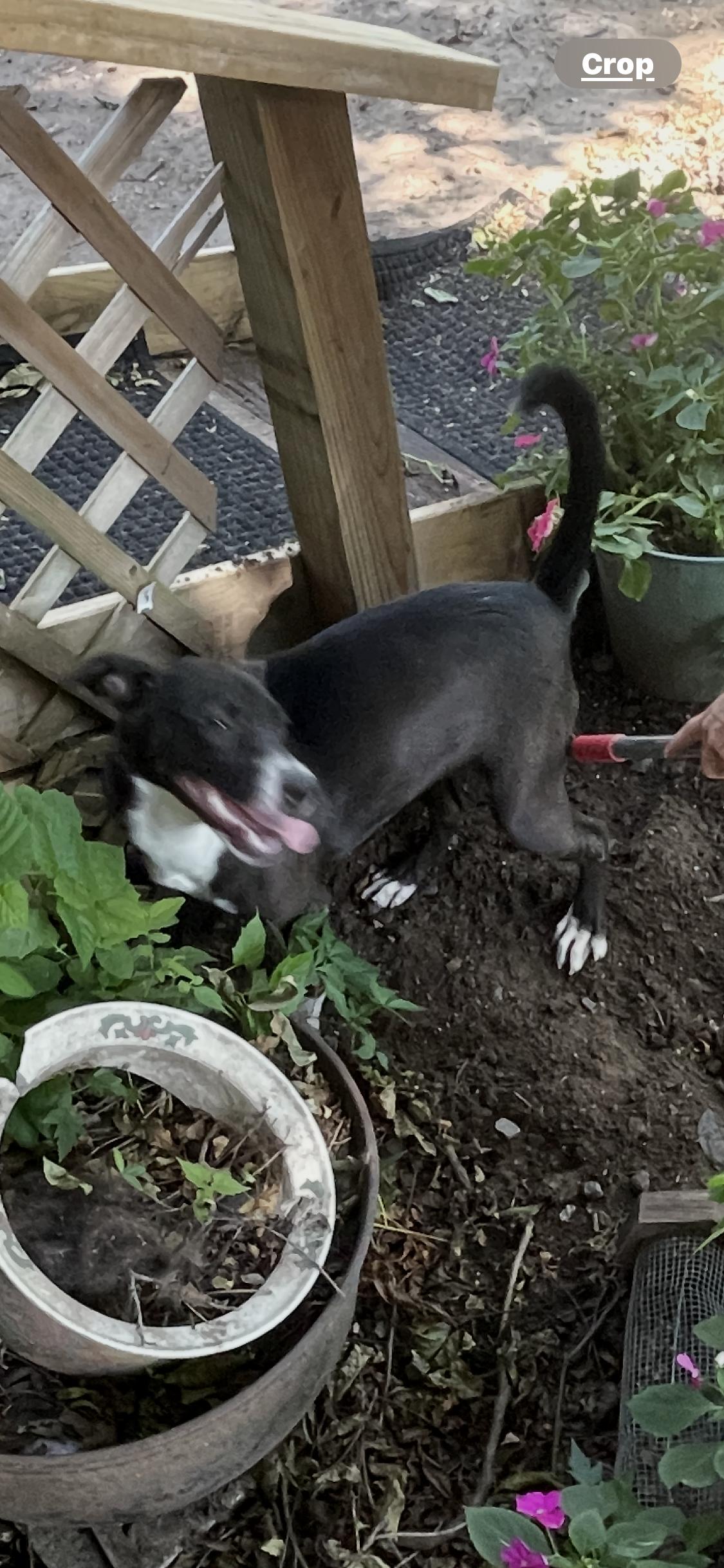 Enlarge Kandie, a Adoptable mixed breed in Muskogee, OK image 3/4