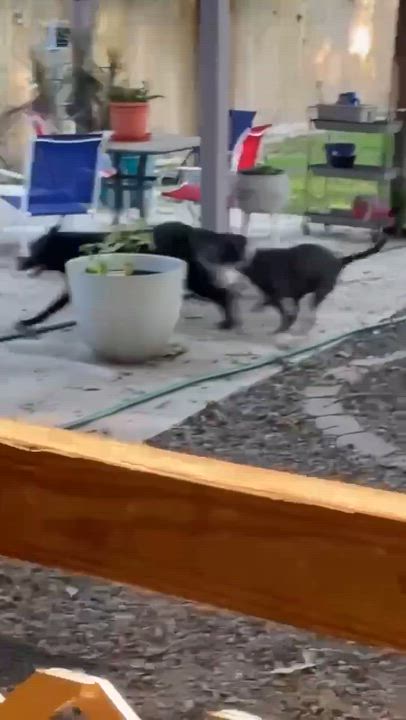 Enlarge Kandie, a Adoptable mixed breed in Muskogee, OK video 4/4