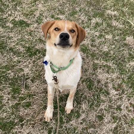 Dublin, Adoptable, Adult Male Labrador Retriever & Mixed Breed.