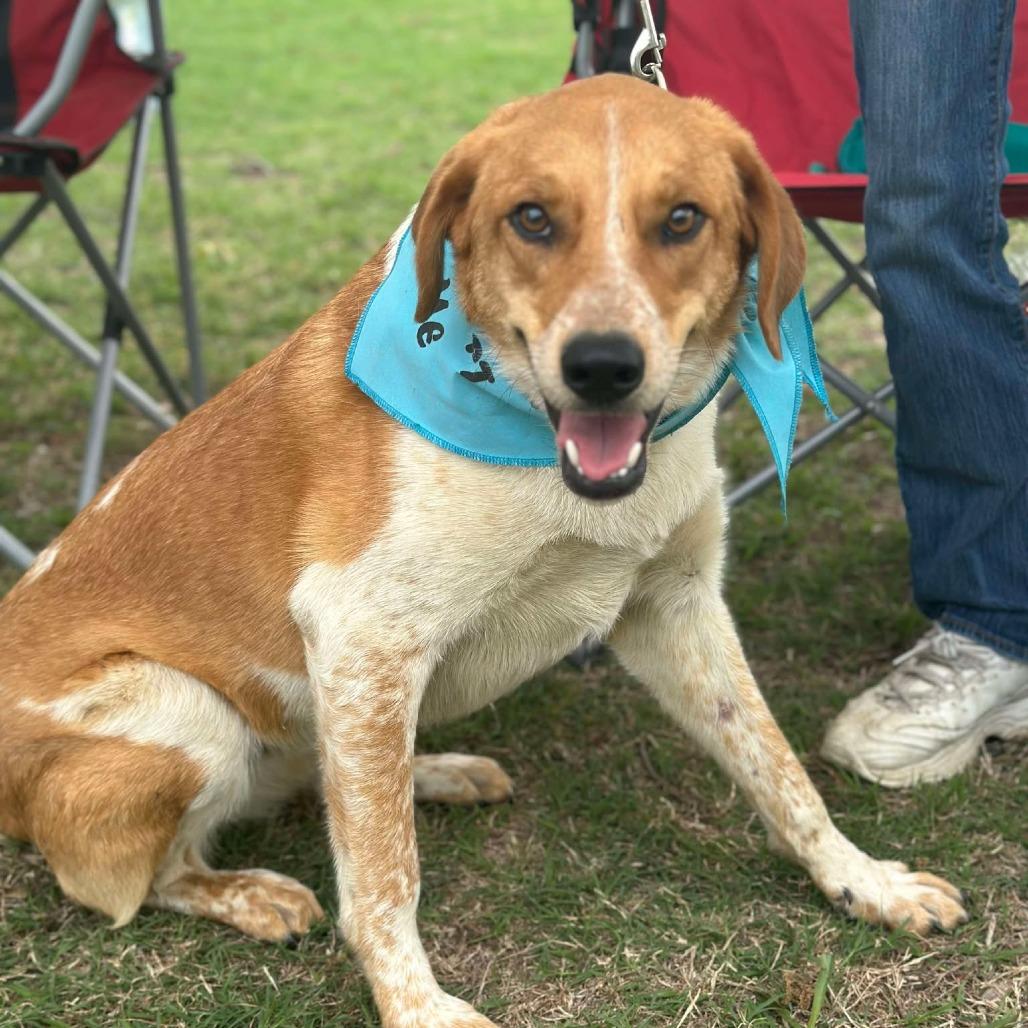 Enlarge Dublin, a Adoptable mixed breed in Ferndale, MI image 2/6