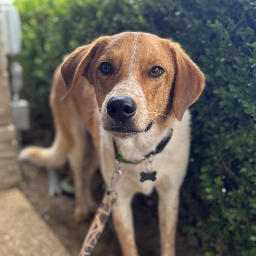 Enlarge Dublin, a Adoptable mixed breed in Ferndale, MI image 3/6