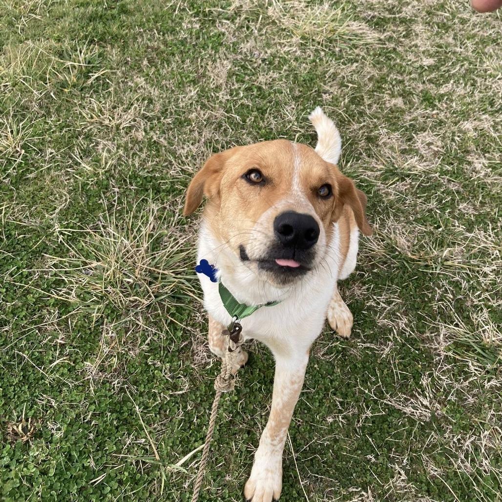 Enlarge Dublin, a Adoptable mixed breed in Ferndale, MI image 4/6