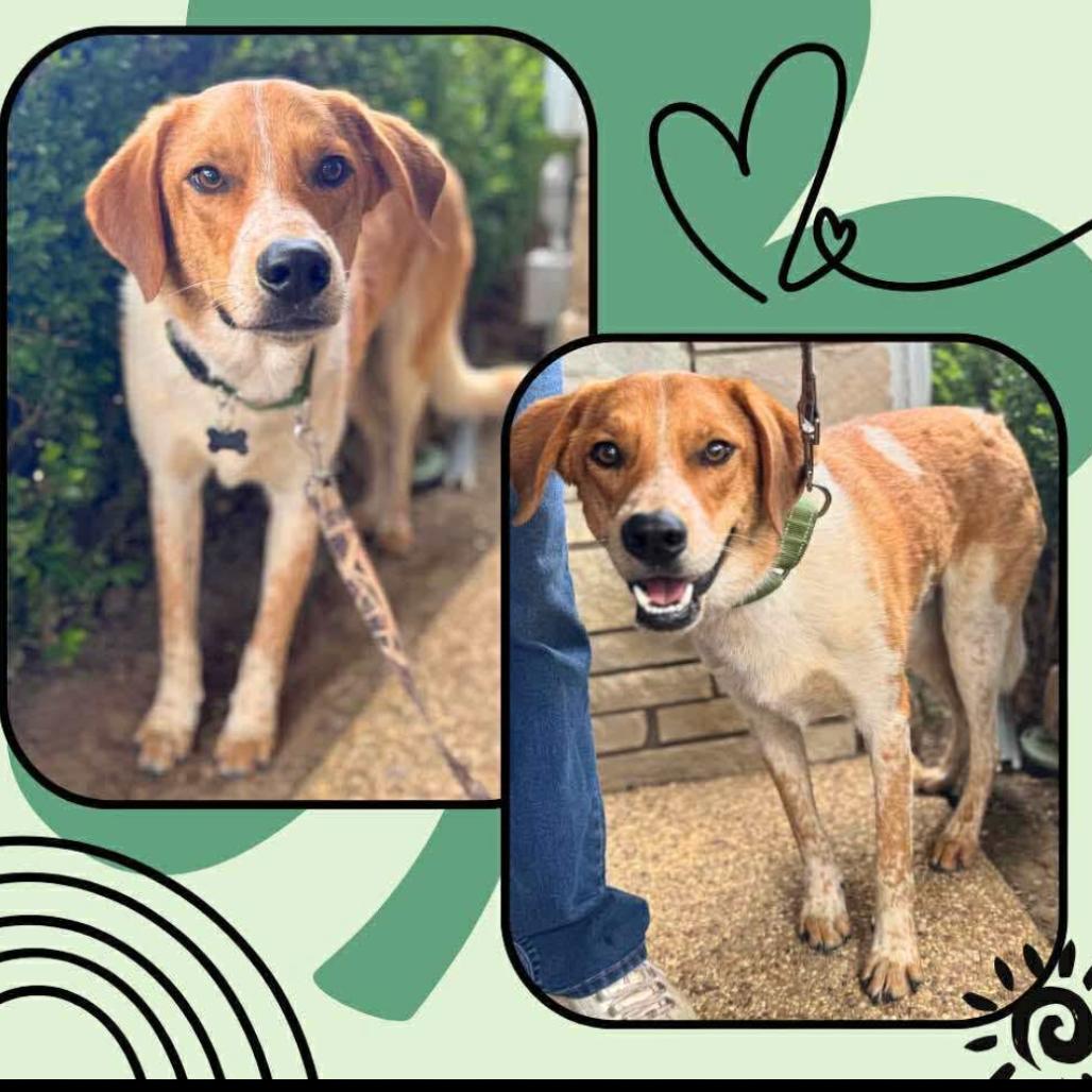 Enlarge Dublin, a Adoptable mixed breed in Ferndale, MI image 5/6