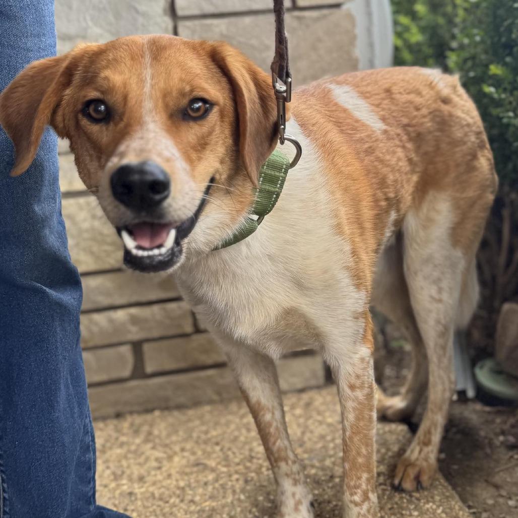 Enlarge Dublin, a Adoptable mixed breed in Ferndale, MI image 6/6