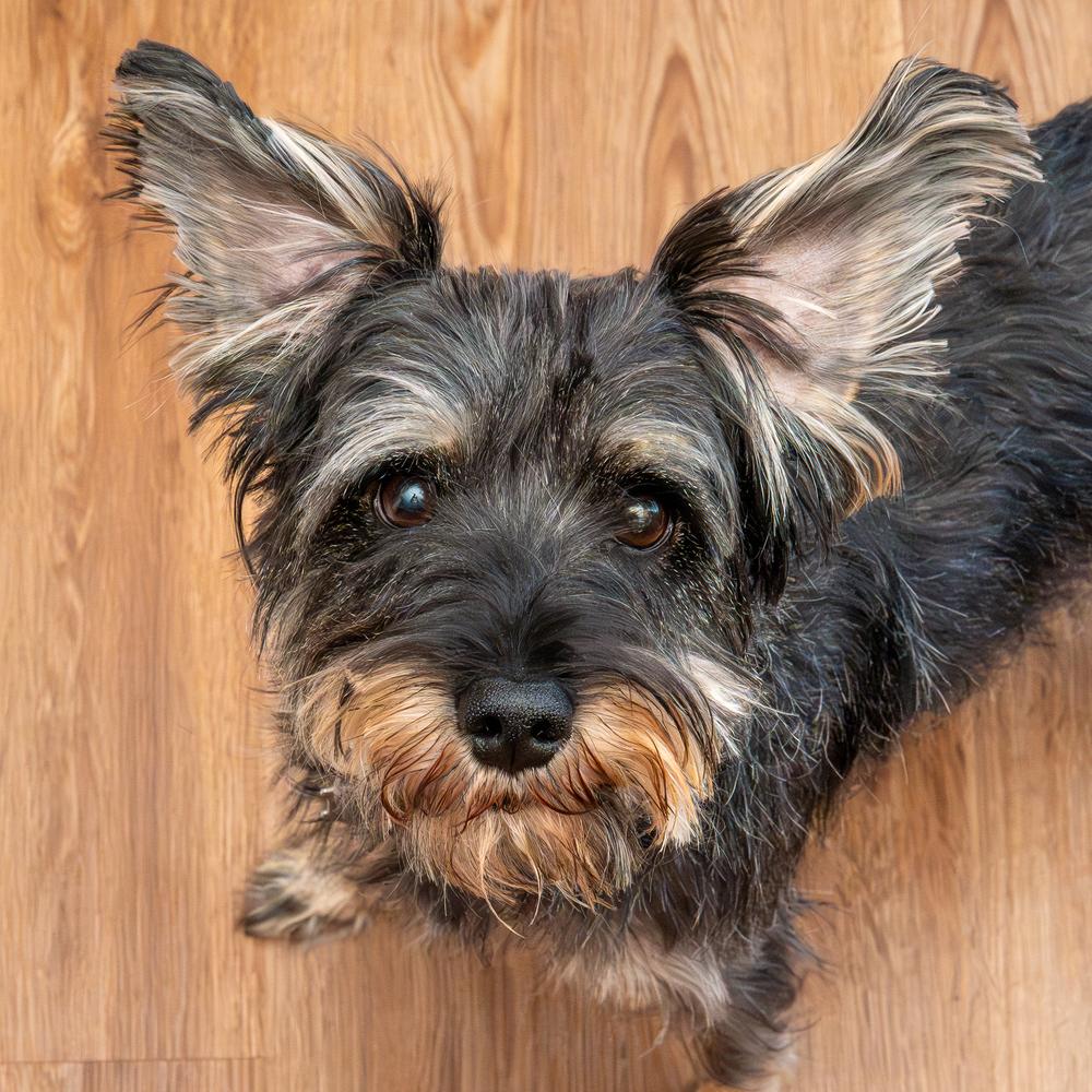 Enlarge Pup Pup, a Adoptable mixed breed in Mundelein, IL image 1/6