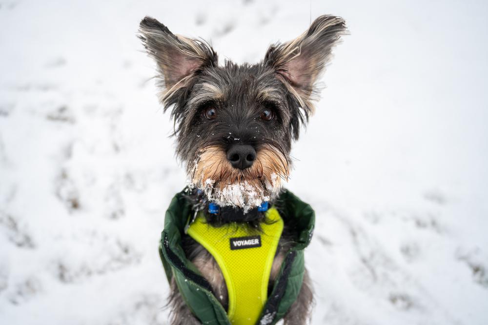 Enlarge Pup Pup, a Adoptable mixed breed in Mundelein, IL image 3/6