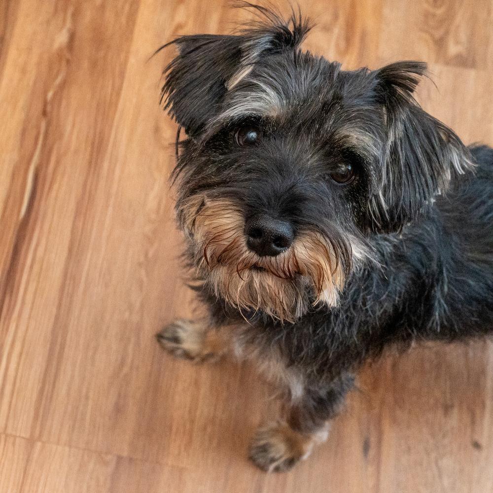 Enlarge Pup Pup, a Adoptable mixed breed in Mundelein, IL image 4/6