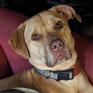 Enlarge Beatrice 21303, a Adoptable mixed breed in Minneapolis, MN image 1/4