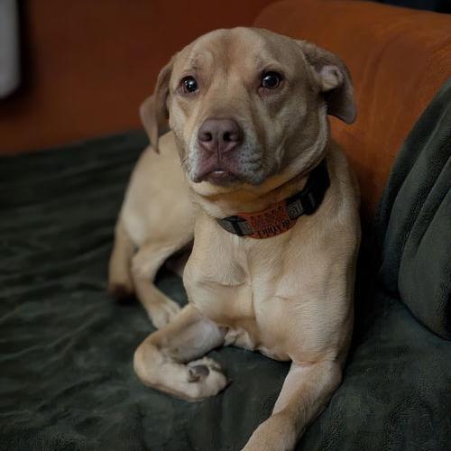 Enlarge Beatrice 21303, a Adoptable mixed breed in Minneapolis, MN image 2/4